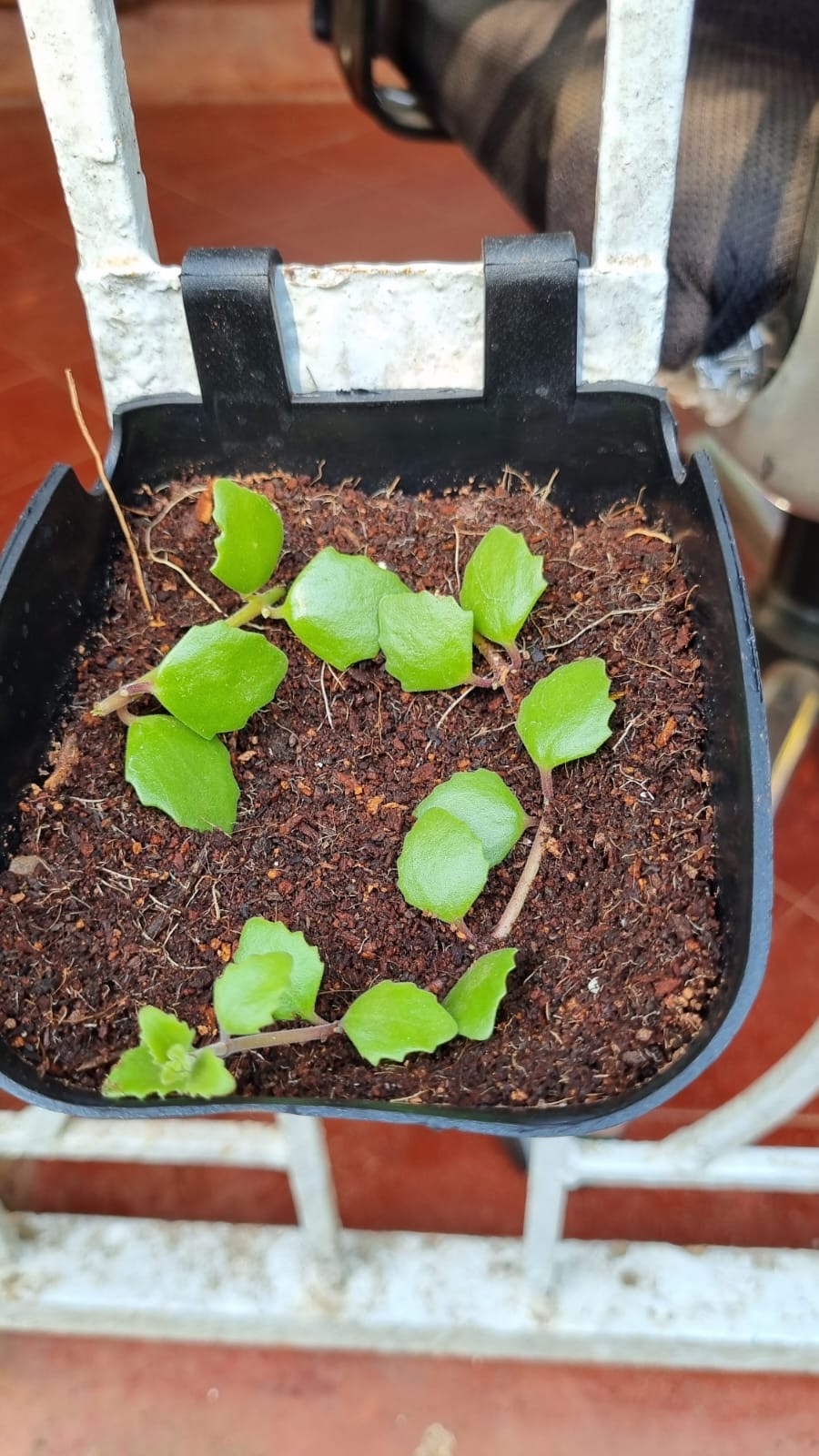 Why Plants Die in Pots (and How to Fix It)