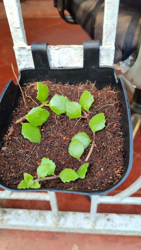 Why Plants Die in Pots (and How to Fix It)