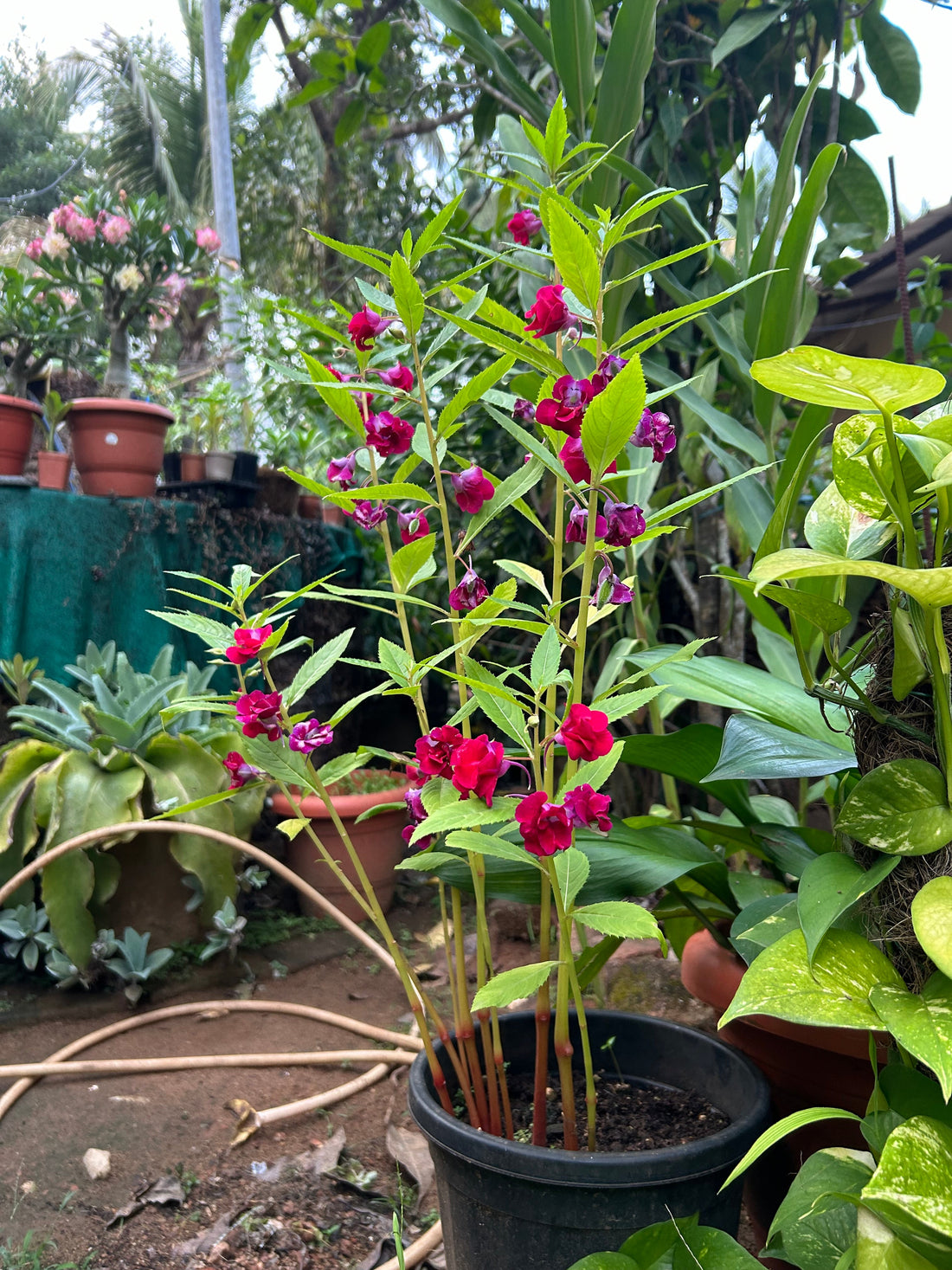 Beginner Plant Care Mistakes That Kill Your Plants (And How to Fix Them)