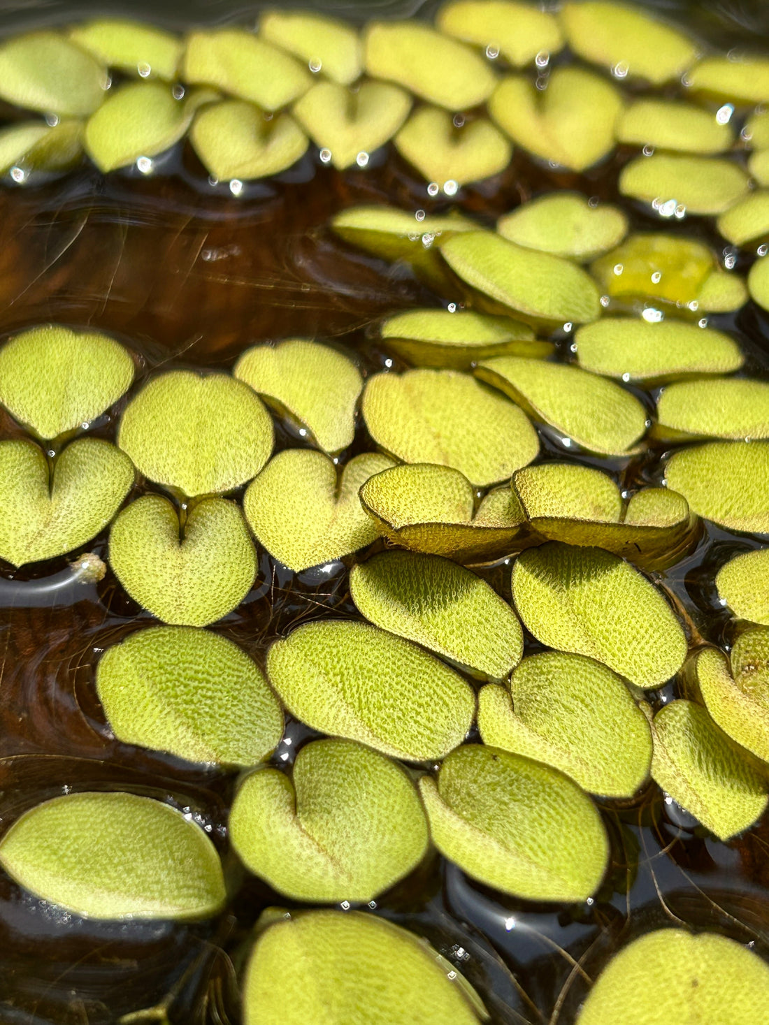 Leaf Whispering: What Your Plant’s Leaves Are Trying to Tell You (Plant care tips for healthy growth)