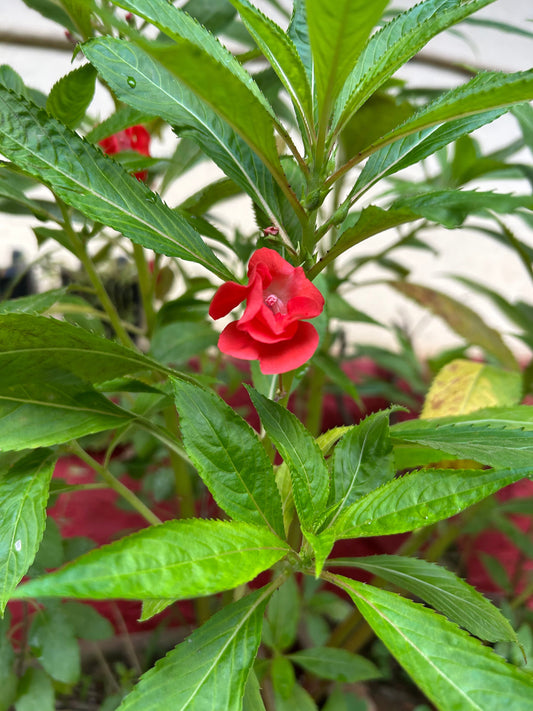 Indian Balsam: A Striking Hedge Plant, Easy to Grow and Never Leaves You!