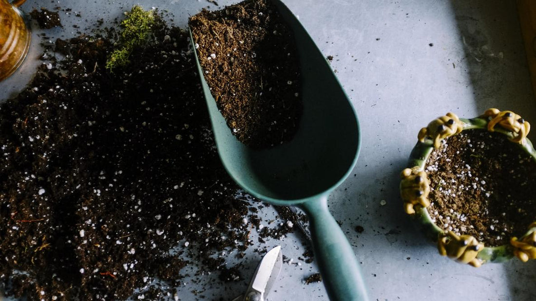Repotting Your Plants: A Simple Step-by-Step Guide