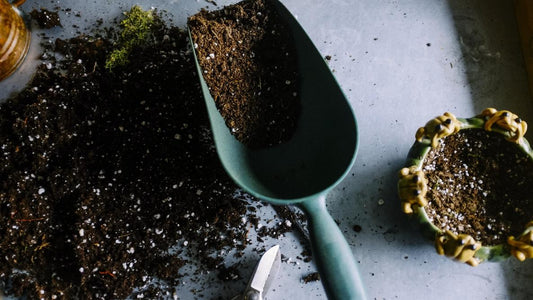 Repotting Your Plants: A Simple Step-by-Step Guide