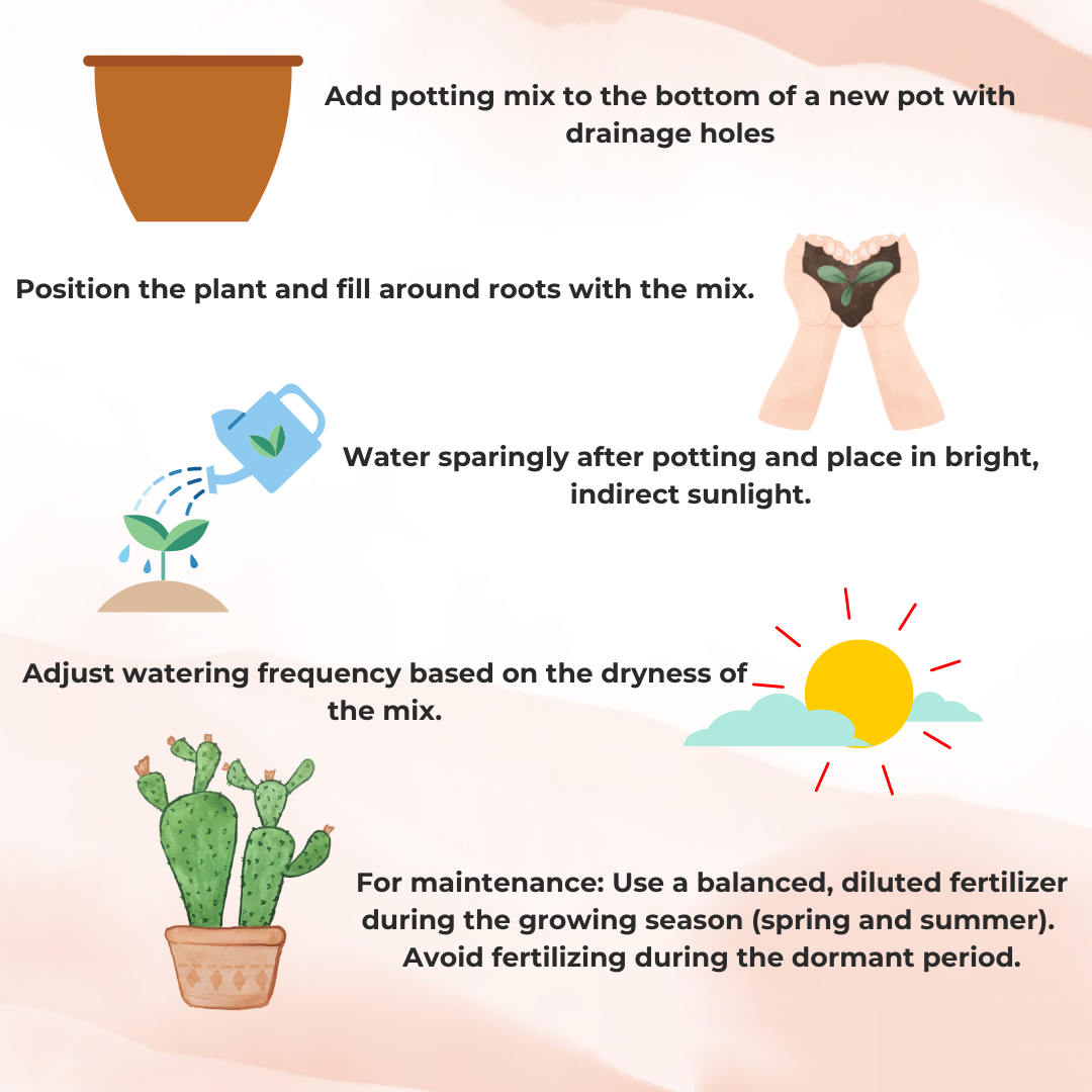 Succulent & Adenium Potting Mix